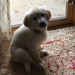 Meet your Posher, Em